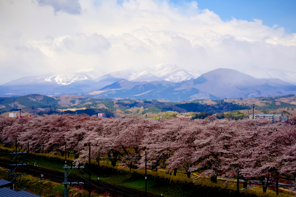 【東日本】満開の桜が撮影できる名所３選をご紹介！